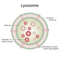 Anatomical structure of Lysosome. vector illustration Royalty Free Stock Photo
