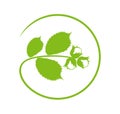 Hazelnut branch logo. Isolated hazelnut on white background Royalty Free Stock Photo