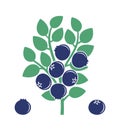 Blueberry bush logo. Isolated blueberry on white background