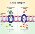 Active transport against concentration gradient