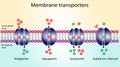 Membrane transporters of ions and molecules across cell membranes.