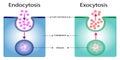 Difference between exocytosis and endocytosis