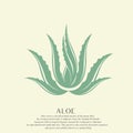 Aloe vera nature logo icon design template vector illustration.