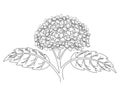 Hydrangea inflorescence with leaves, garden plant - vector linear picture for coloring. Outline. Hydrangea flower and leaves, plan