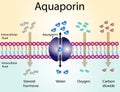 Aquaporin channel, an integral membrane proteins. Water molecules movement