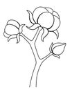 Cotton stalk with open bolls with cotton fluff - vector picture for coloring. Outline. Cotton fiber, natural material of plant ori