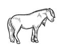 Sketch illustration of pony horse, hand drawn doodle.