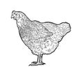 Handmade chicken, hen. Poultry, broiler, farm animals. Royalty Free Stock Photo