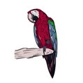 Portrait of a parrot in color. A bird sits on a branch of a tree. Royalty Free Stock Photo