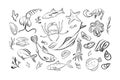 Seafood hand drawn vector illustration. Crabs, lobsters, shrimps, oysters, mussels, squids. Vintage template.