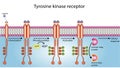 Tyrosine kinase receptor activation mechanism Royalty Free Stock Photo