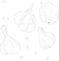 Black and white line material illustration of garlic spice