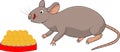 Rat With Indian Laddu Sweets Plate Vector Illustration Graphic Royalty Free Stock Photo