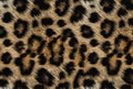 clean and realistic leopard fur texture background