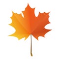 autumn ÃÂ¾range maple leaf isolated on white background