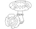 Fly agaric, poisonous spotted mushrooms - vector linear picture for coloring. Outline. Amanita poisonous mushrooms - element for c