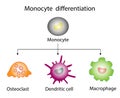 Monocyte Differentiation. Dendritic cell, Osteoclast and Macrophage. Royalty Free Stock Photo