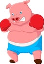 Cute pig boxing cartoon on white background