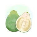 Hand drawn illustration style fruit pomelo