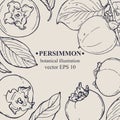 Vector hand darwn persimmon frame. Persimmon elements