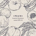 Vector hand darwn peach frame. Peach elements