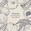 Vector hand darwn peach frame. Peach elements Royalty Free Stock Photo