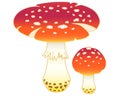 Amanitas, bright, spotted poisonous mushrooms - vector full color picture. Fly agaric - poisonous spotted, red mushrooms