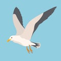 Cartoon atlantic seabird, seagulls flying