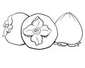 Persimmon, sweet autumn fruits - vector linear picture for coloring. Three persimmon fruits for logo, pictogram Royalty Free Stock Photo