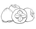 Persimmon, sweet autumn fruits - vector linear picture for coloring. Persimmon fruit for logo, pictogram or coloring book. Royalty Free Stock Photo