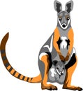 Yellow footed rock wallaby