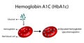 Hemoglobin A1C (HbA1c) blood , Glycated hemoglobin, HbA1c test, Diabetes mellitus. Vector illustration