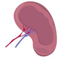 Human body inner organs healthy spleen