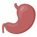 Human body inner organs healthy stomach