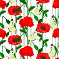 Red poppies, butterflies, white background. Royalty Free Stock Photo