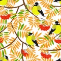 Red rowan, colourful autumn leaves, tit birds, white background. Royalty Free Stock Photo