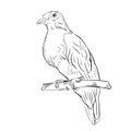 Black and white engraving isolated birds illustration Royalty Free Stock Photo