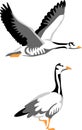 Bar-headed goose vector Royalty Free Stock Photo