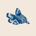 Blue cute koi tattoo illustration Royalty Free Stock Photo