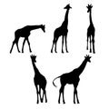 Set of giraffe silhouettes vector design Royalty Free Stock Photo