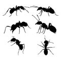 Set of silhouettes of ants vector design , white isolated background