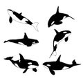 Set of silhouettes of orca whales vector design illustration set isolated Vector silhouette, isolated vector Royalty Free Stock Photo