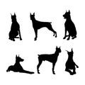 Set of vector silhouette doberman dogs Royalty Free Stock Photo