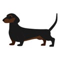 dachshund