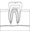 Coloring page with parts of human tooth. Scheme of structure of tooth (molar) in section