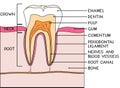 Parts of human tooth. Scheme of structure of tooth (molar) in cross section