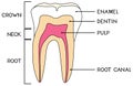Parts of human tooth. Scheme of structure of tooth (molar) in cross section