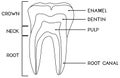 Coloring page with parts of human tooth. Scheme of structure of tooth (molar) in cross section