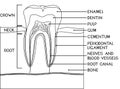 Coloring page with parts of human tooth. Scheme of structure of tooth (molar) in cross section