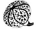 Pumpkin motley spotted vegetable - vector silhouette picture for logo or pictogram. Pumpkin fruit with picturesque spots Royalty Free Stock Photo
